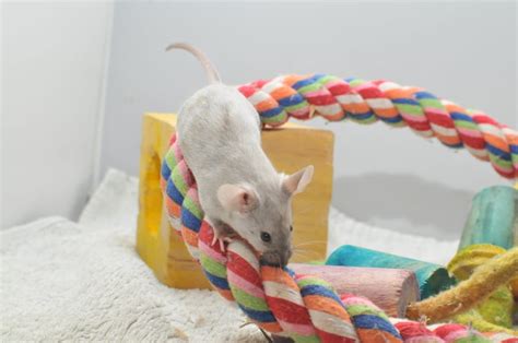 Pet Mice Breed & Varieties: What Type of Mice Are Your Pets? | Animallama