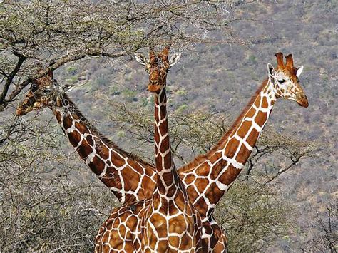 The tallest animal in the world