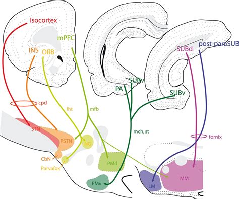 Understanding the Significance of the Hypothalamic Nature of the ...