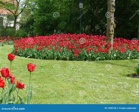 Tulips garden stock photo. Image of circle, botanical - 1038126