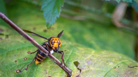 Crews work to destroy 1st 'murder hornet' nest discovered in US: Officials - 6abc Philadelphia