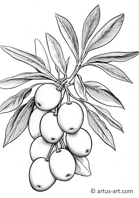 Kumquat Fruit Coloring Page » Free Download » Artus Art