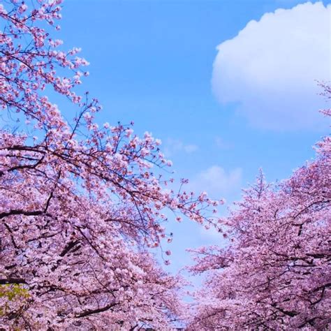 Ueno Park Cherry Blossoms: Create a Sea of Pink