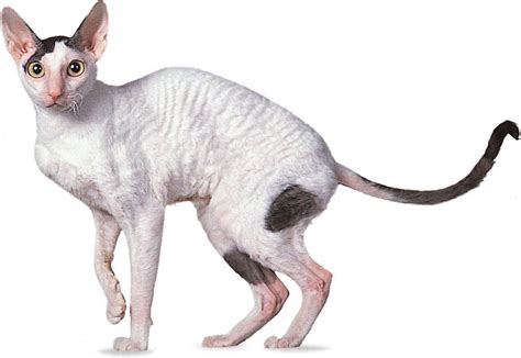 Rex cat | Fluffy, Short-haired, Hypoallergenic | Britannica