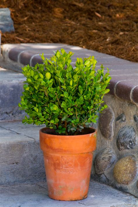 Dwarf English Boxwood | Dwarf english boxwood, English boxwood, Topiary forms