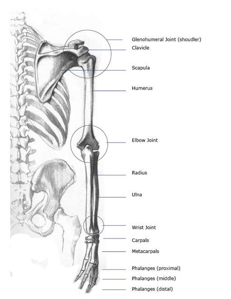 Arm Bones & Joints: Front (Anterior) and Back (Posterior) Anatomy Views