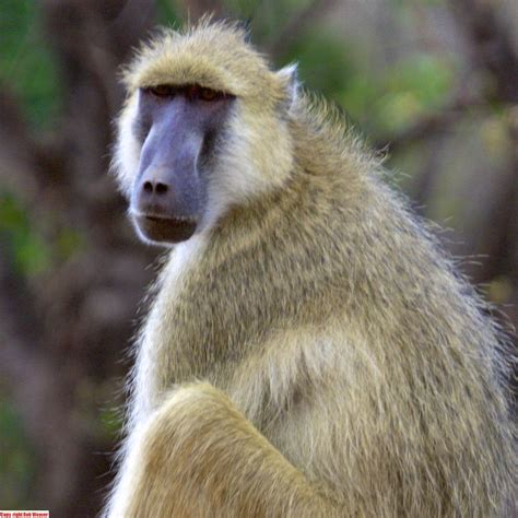 The yellow baboon, Papio cynocephalus is a baboon in the f… | Flickr