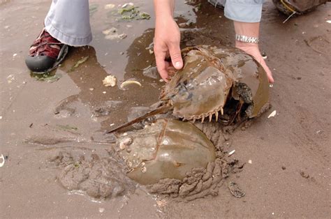 Largest Horseshoe Crab In The World