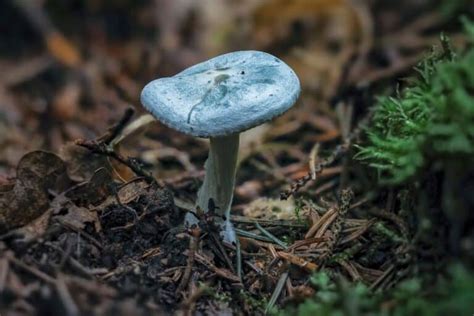 Aniseed Toadstool: Identification, Foraging, and Uses - Mushroom Appreciation