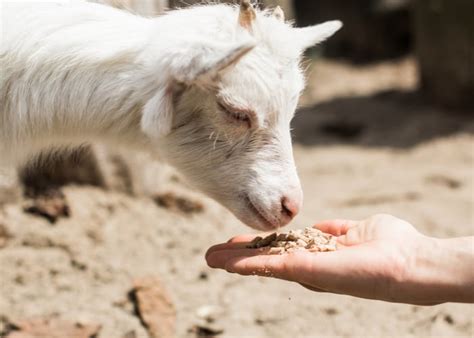 Best Goat Feed - A Helpful Buying Guide 2021 - The Happy Chicken Coop