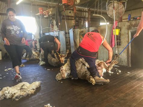 A Day in the Sheep Shearing Sheds in Australia: What it's Really Like