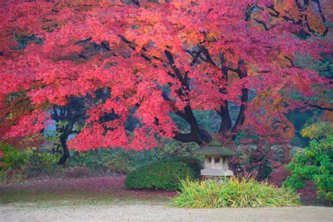 10 Gorgeous Autumn Foliage Spots in Tokyo - Savvy Tokyo