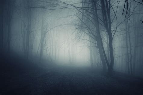 Dark Forest Foggy Night Creepy, Scary, Frightening, Haunted Forest, Forest Photos, Halloween ...