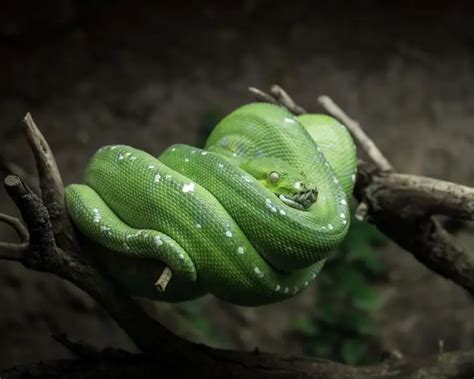 Green Tree Python - Facts, Diet, Habitat & Pictures on Animalia.bio