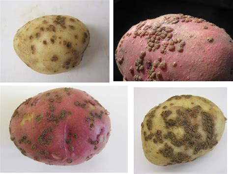 Potato Mop Top Virus (PMTV) and Powdery Scab – Symptoms and Diagnosis | Management of Potato ...