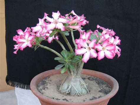 Adenium - AdeniumPlant Bonsai Plant | Bonsai Adenium Plant