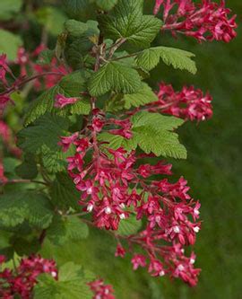 Red Flowering Currant | EMSWCD