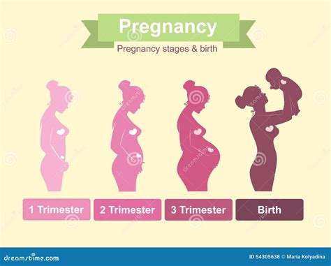 Pregnancy Stages Stock Vector - Image: 54305638