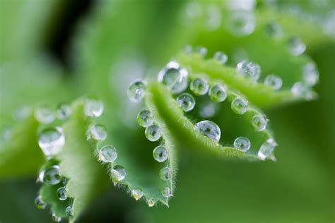 How to Photograph Plants | Nature TTL