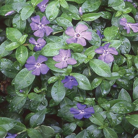 6 in. Minor Purple Periwinkle Vinca Plant-1004601154 - The Home Depot