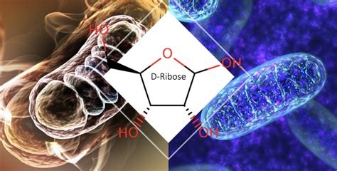 Benefits of D-Ribose – ISNS