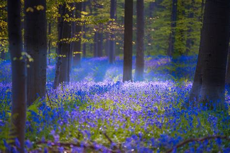 This magical forest in Belgium is covered in blue flowers in spring - Lonely Planet