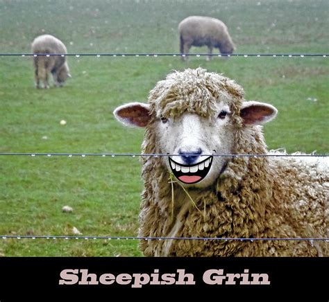 Sheepish Grin Digital Art by Brian Wallace - Pixels