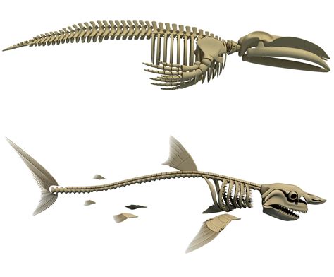 Sharks Dolphin Whale Skeletons 3D Model $249 - .max .xsi .obj .ma .lwo .c4d .3ds - Free3D