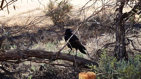 Mungo National Park