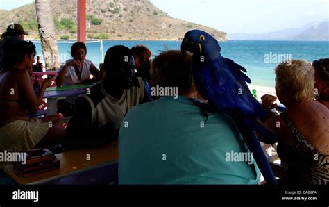 Cockleshell Bay beach bar. Cockleshell Bay beach bar, St Kitts Stock ...