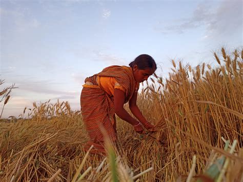 A lady farmer cutting wheat plants - PixaHive