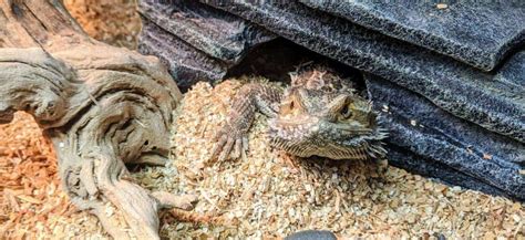 Bearded Dragon substrate. A fact-based guide to the best and worst options. - Beardie Bungalow