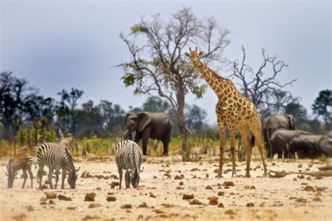 Hwange Tourism Association to promote wildlife conservation | theZimbabweNewsLive