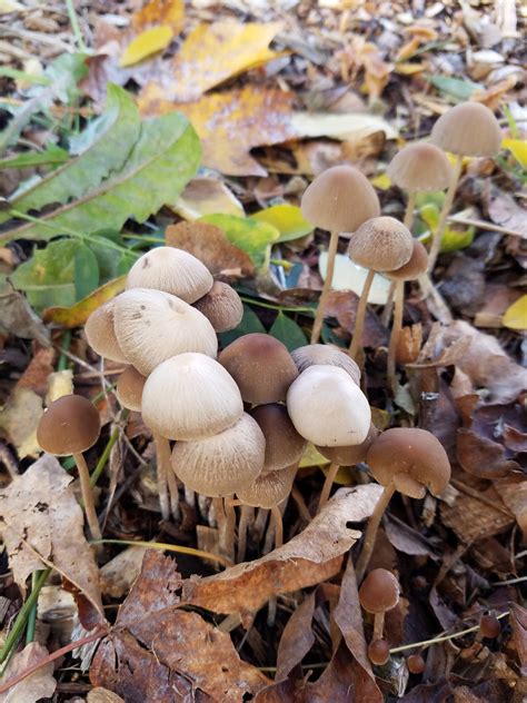 ID Request: Washington State finds - Mushroom Hunting and ...