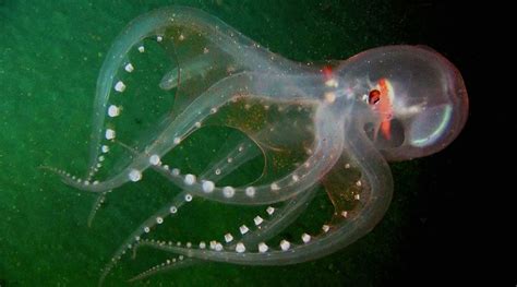 Rarely Seen Translucent Deep Sea Octopus Is Clearly a Stunner | Featured Creature