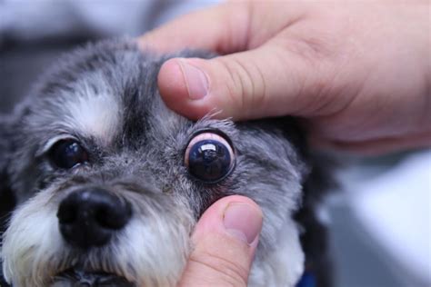 The Successful Treatment of Keratoconjunctivitis Sicca (KCS) in Dogs - Stem Cell Safari