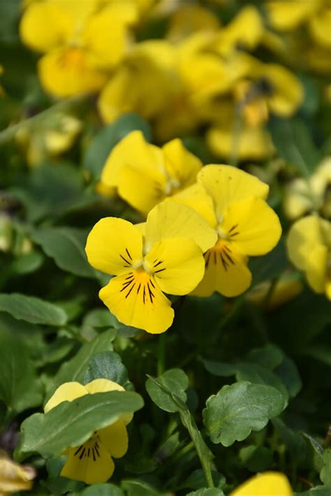 15 Pretty Pansy Varieties That Will Color Your Landscape