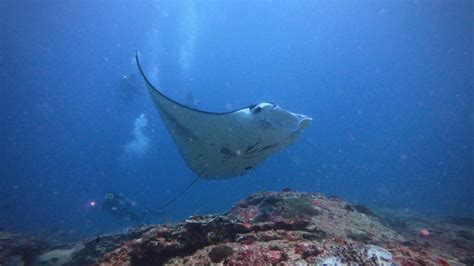 Diving Manta Point - Nusa Penida, Bali | Manta Ray and Mola Mola