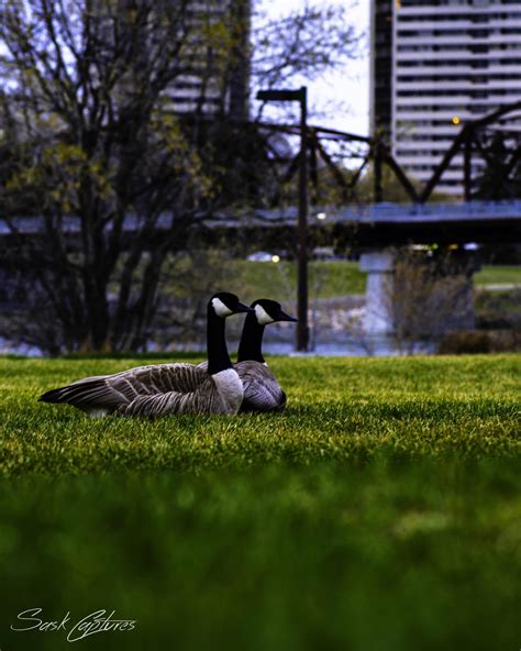 317 best Canadian Geese images on Pholder | Birding, Geese and Saskatoon