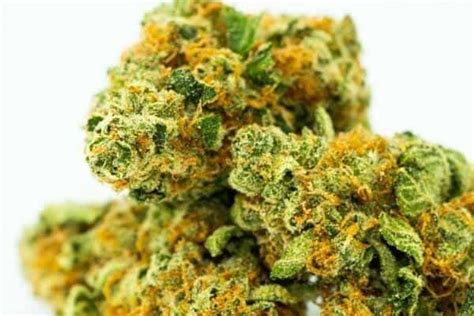 Lava Cake Strain: 7 Amazing Things To Know! - Icy Tales