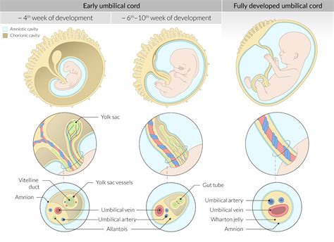 How Does Placenta Develop