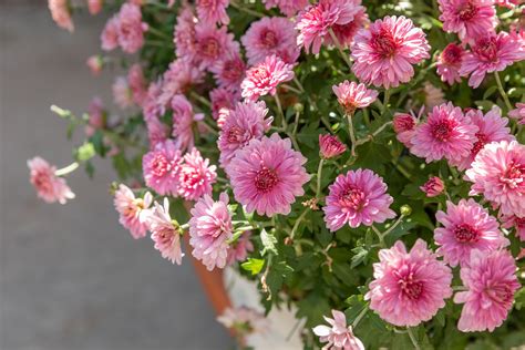 Chrysanthemums: Plant Care & Growing Guide