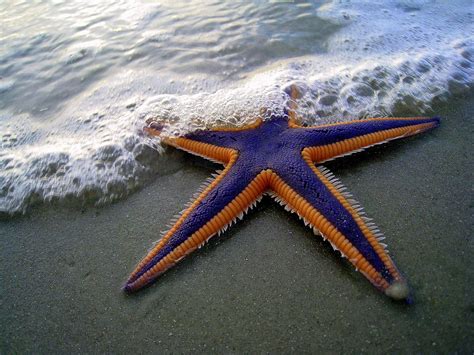 Interesting Facts About Starfish and Pictures | Animal Wildlife
