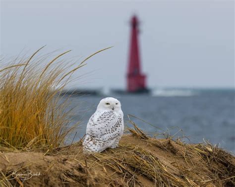 Snowy Owl, Muskegon | Aves, Fotografía, Aves exóticas