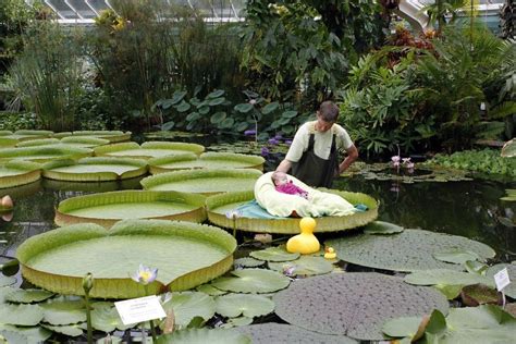 A baby lies on a giant waterlily leaf during a photo shoot for babies ...