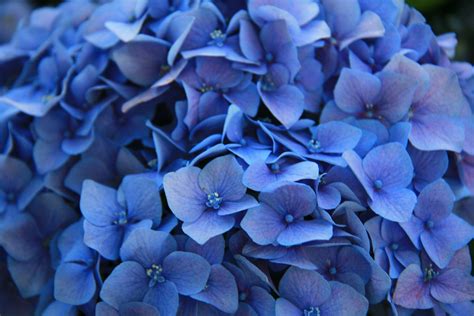 Lighting the Fuse | Blue Flower