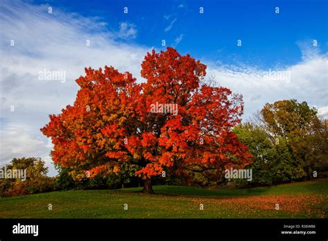 Sugar maple vermont tree hi-res stock photography and images - Alamy