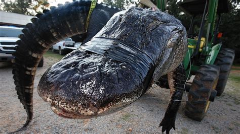 In pictures: 15-foot alligator caught in Alabama | Press and Journal