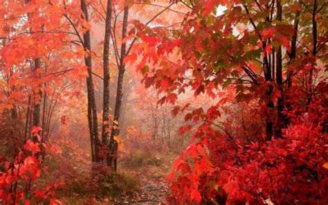 forest, red, autumn, leaves - Photo #3292 - HD Stock Photos & Wallpapers - 1080PX