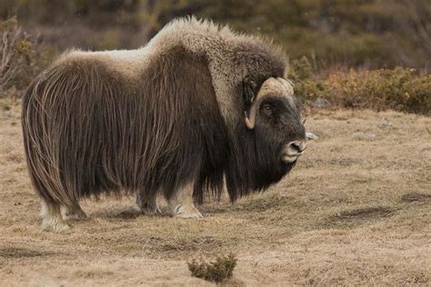 an animal with long hair standing in the middle of a dry grass covered ...